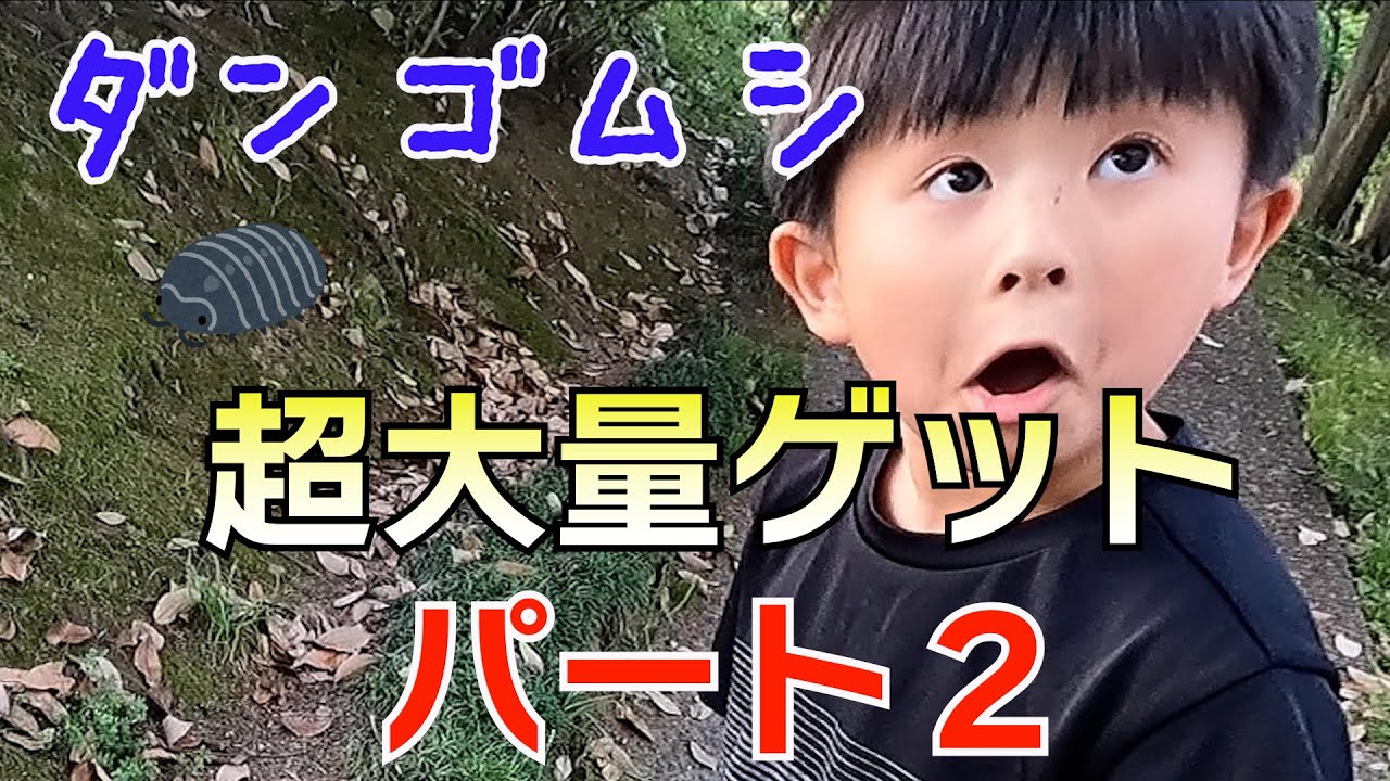 【虫取り】ダンゴムシ探し　パート２【外遊び】