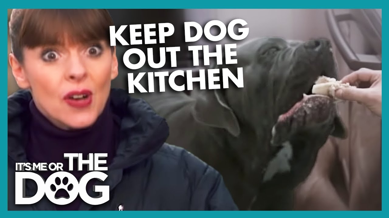 How To Keep Dogs Out Of The Kitchen | It's Me Or The Dog