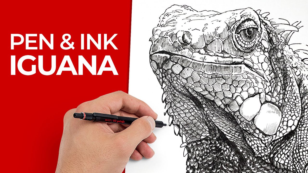 Pen and Ink Drawing - Iguana