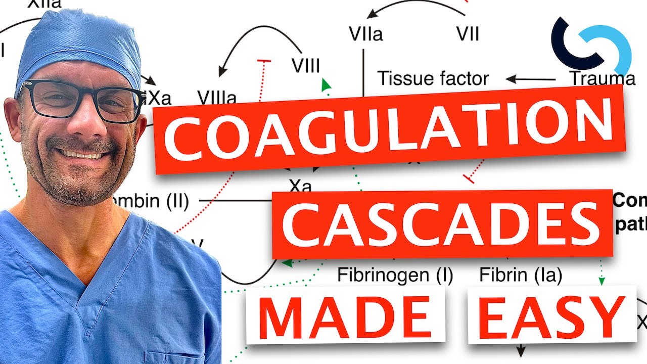 Clotting and Coagulation Cascades Made Easy