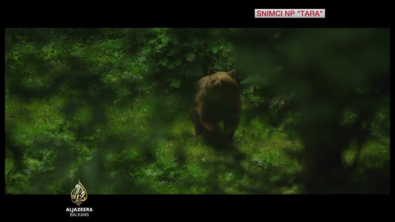 Posmatranje medvjeda na Tari sve popularnije