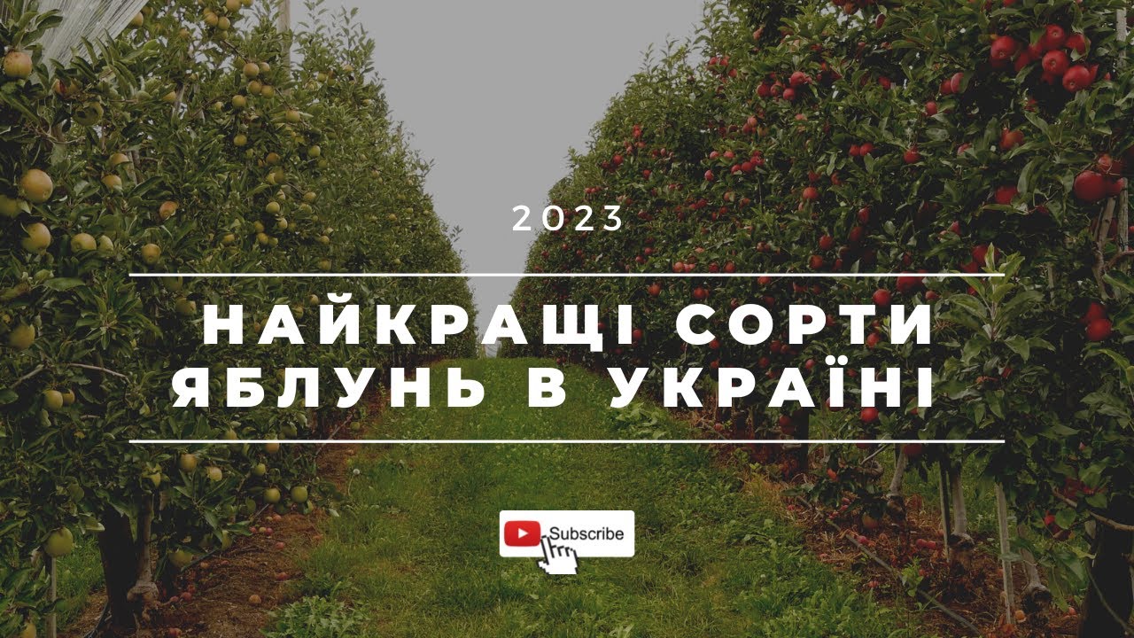 Найкращі сорти яблунь для України – №1 Вас здивують!