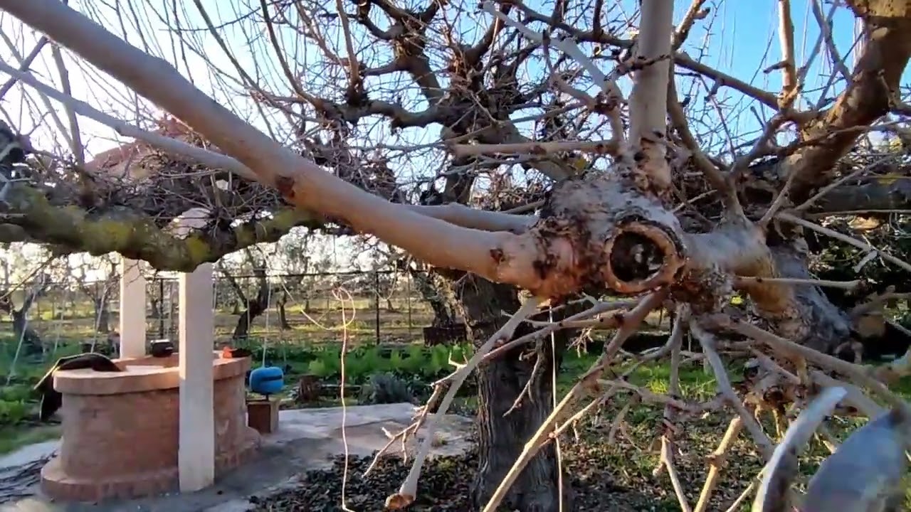 La POTATURA del GELSO nell'Orto Bruno