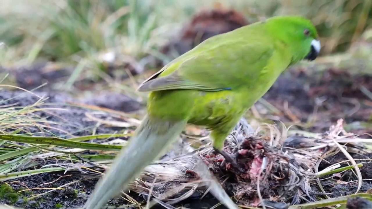 Antipodes Parakeet - Antipodes Island NZ
