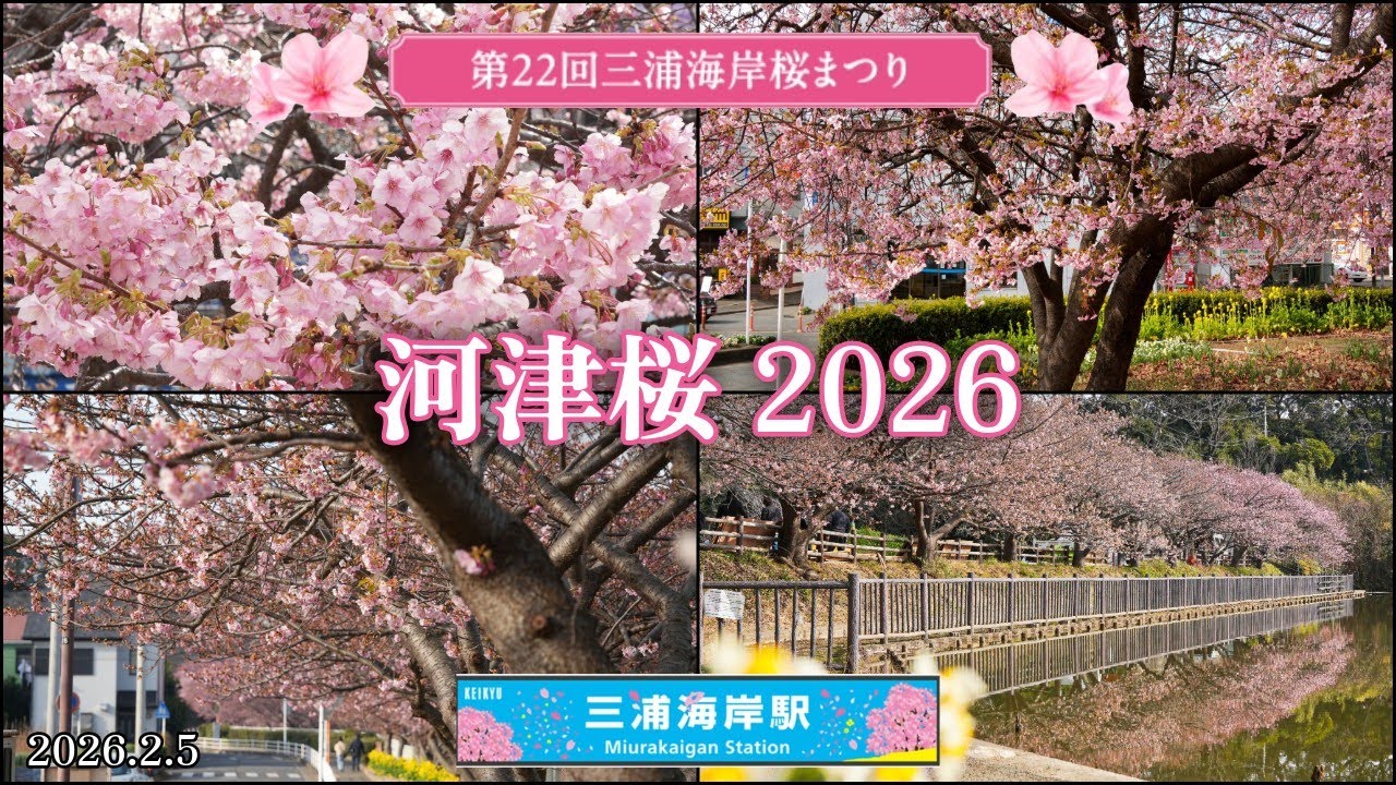 河津桜（三浦海岸）｜2026年2月5日 三浦海岸桜まつりスタート！ 開花状況を見てきました。