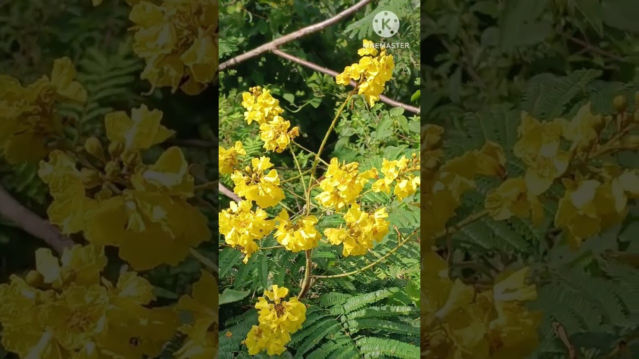  A Natureza e suas belezas # Tudo que Deus faz é perfeito. 