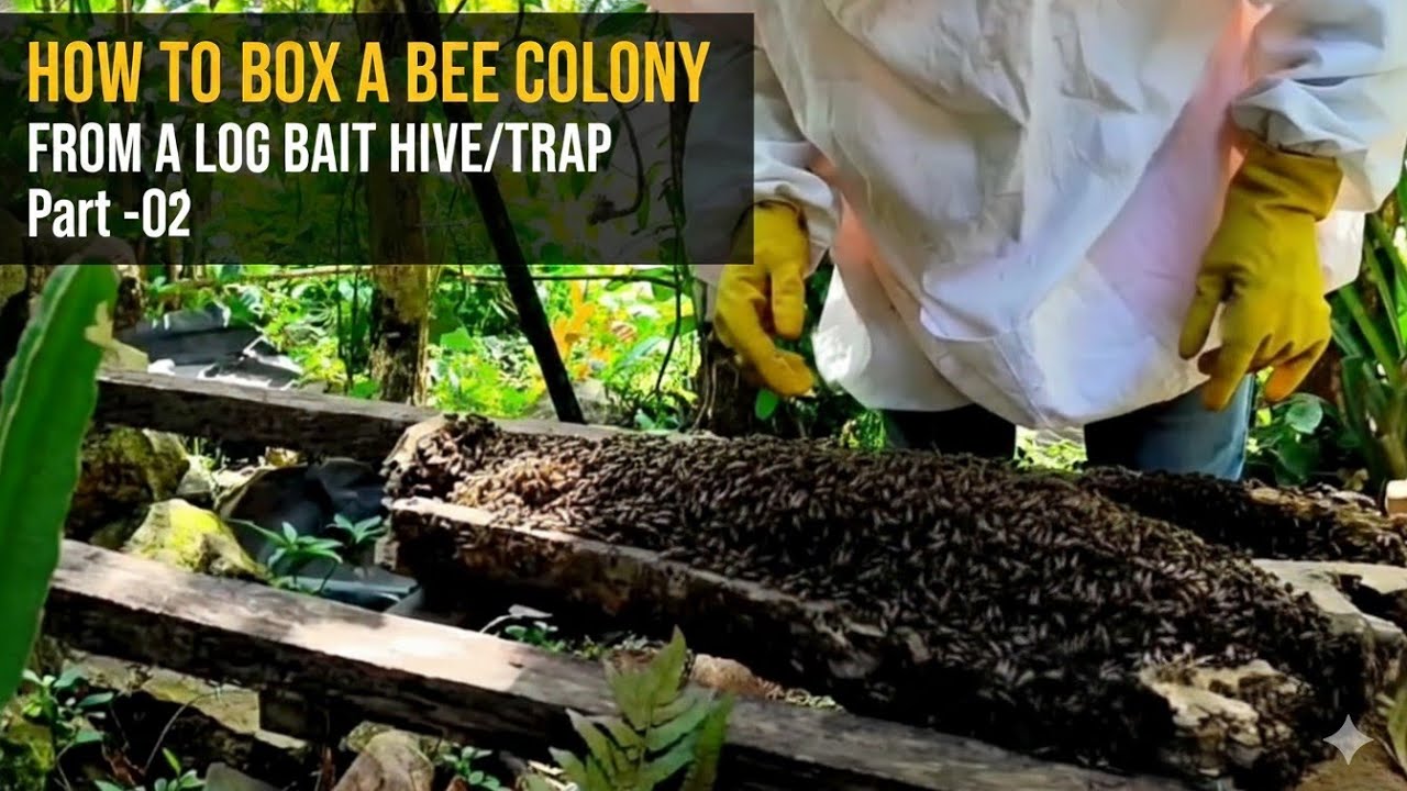 How to Box a Bee Colony from a Designed Bait Hive/Trap