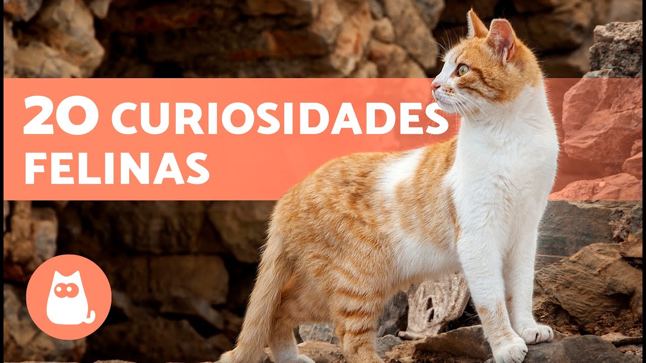 20 DATOS CURIOSOS sobre los GATOS que no sabías 🐱💡