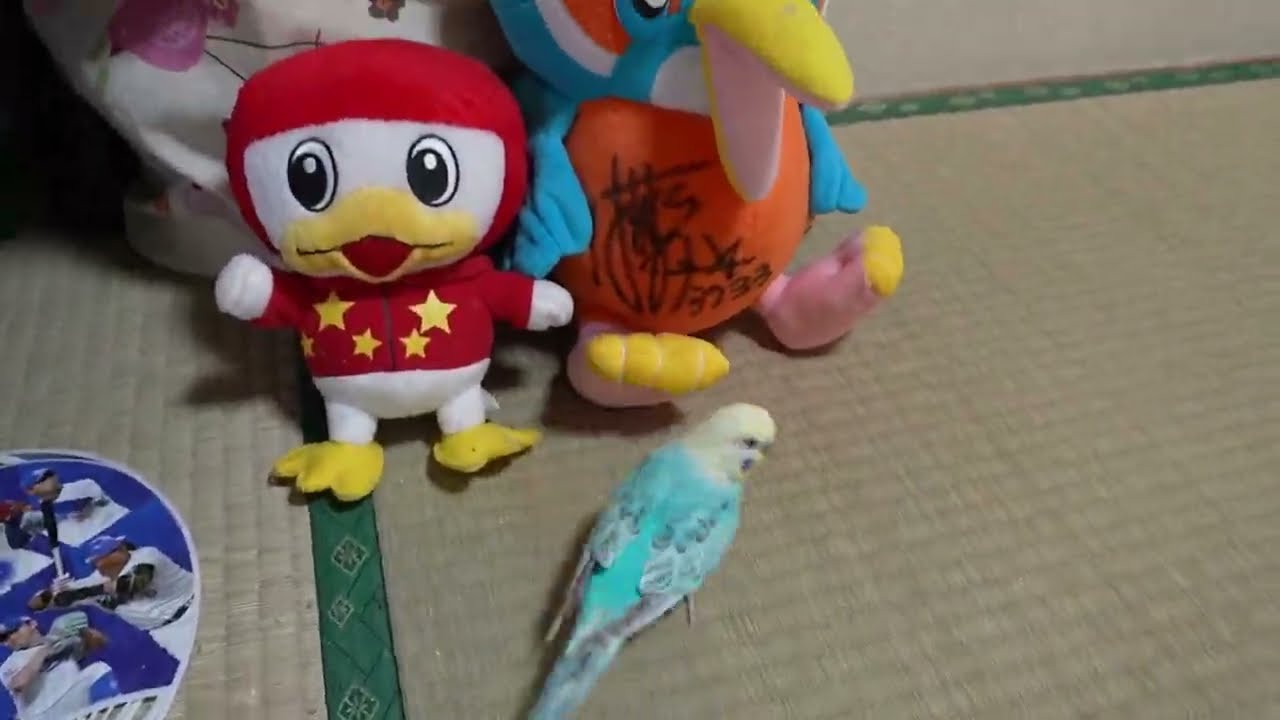 マラソン中継やってるから僕も運動会するんだ。