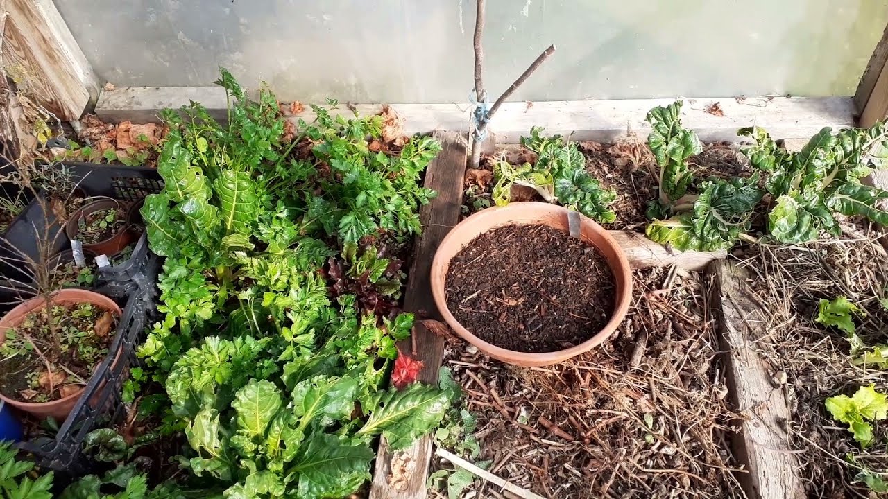 Semis de mars n&deg; 1 : tomates etc... et biodiversit&eacute; (potager 2022)