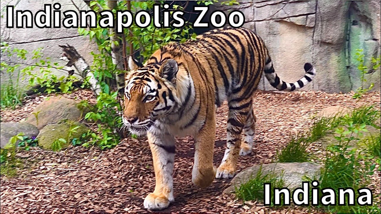 Tour of the Indianapolis Zoo Tour [2023] - Indianapolis, Indiana - USA