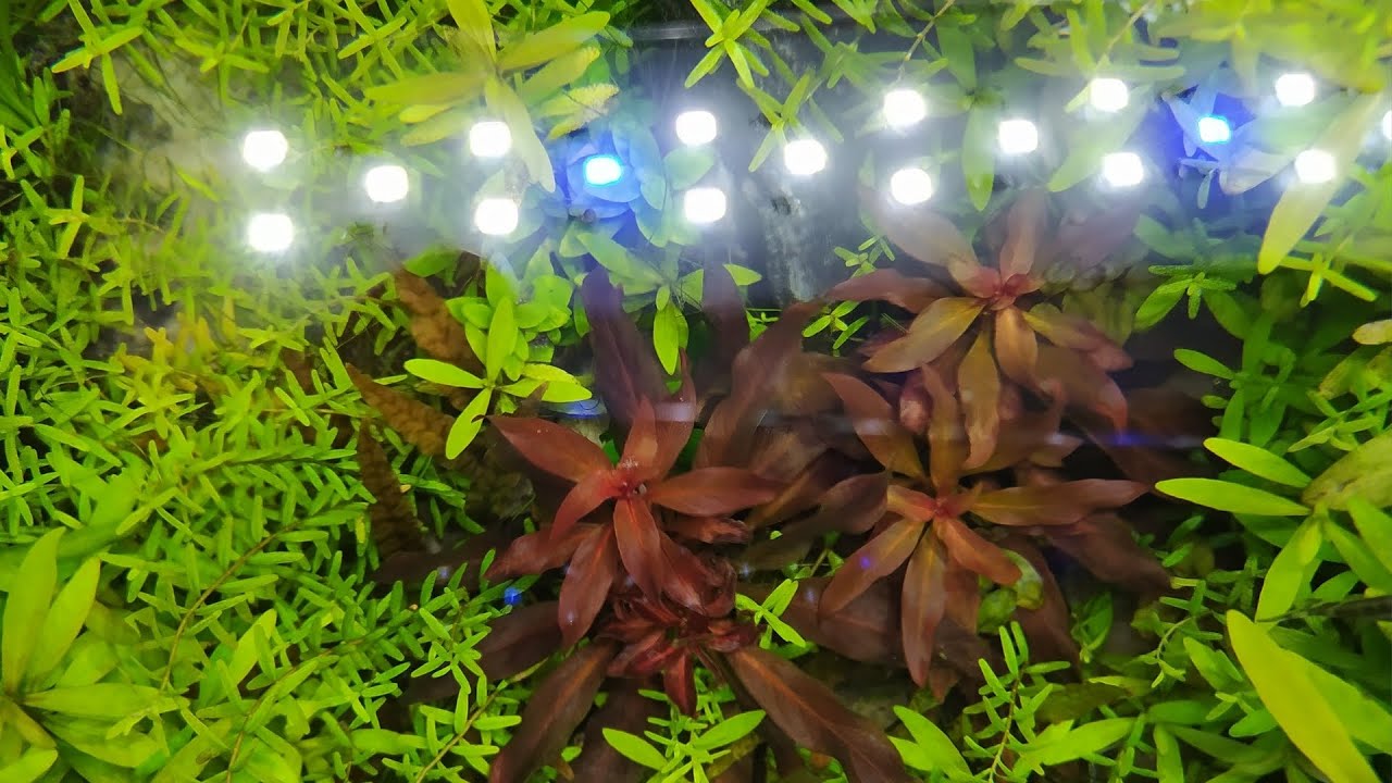 Como Cuidar da Ludwigia Glandulosa
