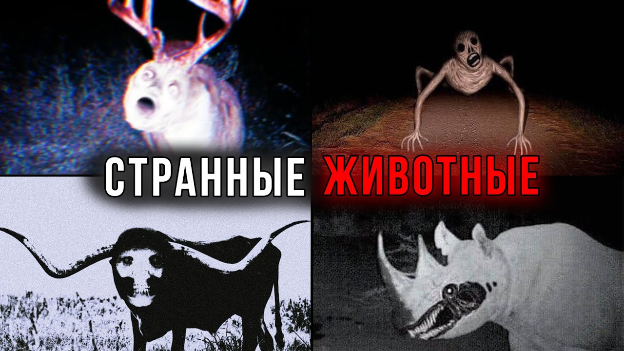 Айсберг СТРАННЫХ ЖИВОТНЫХ Часть 1