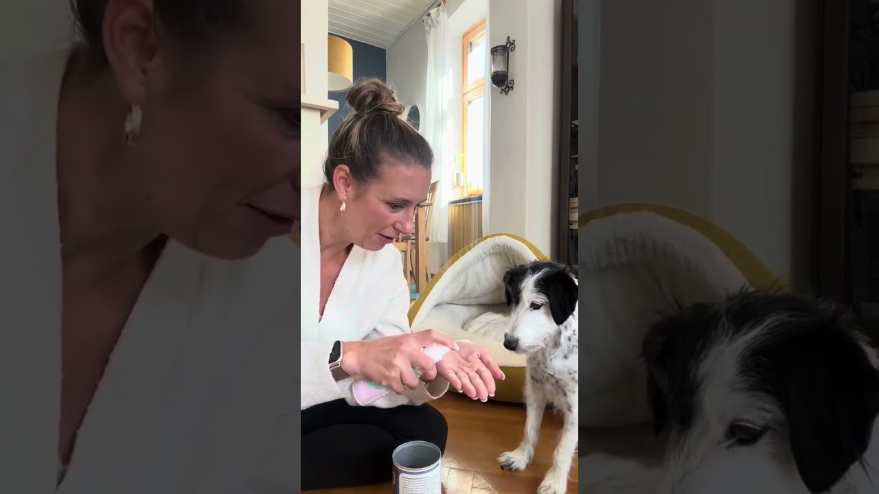 How to 👉 Hund ans Dentalspray gew&ouml;hnen 🦷🩷 #zahnpflegehund #hundetraining #tierliebhaber