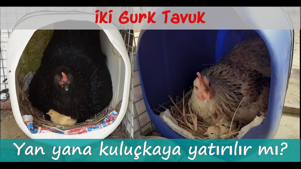 İki Tavuk Yan Yana Kuluçkaya Yatırılır mı?