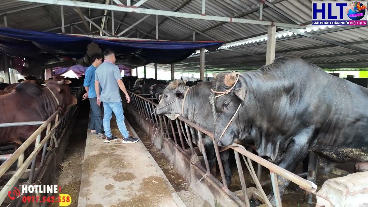 Thôi... Nuôi Nốt Đàn Này Rồi Nghỉ - Tâm Lý Chung Của Các Trại Chăn Nuôi Bò Hiện Tại