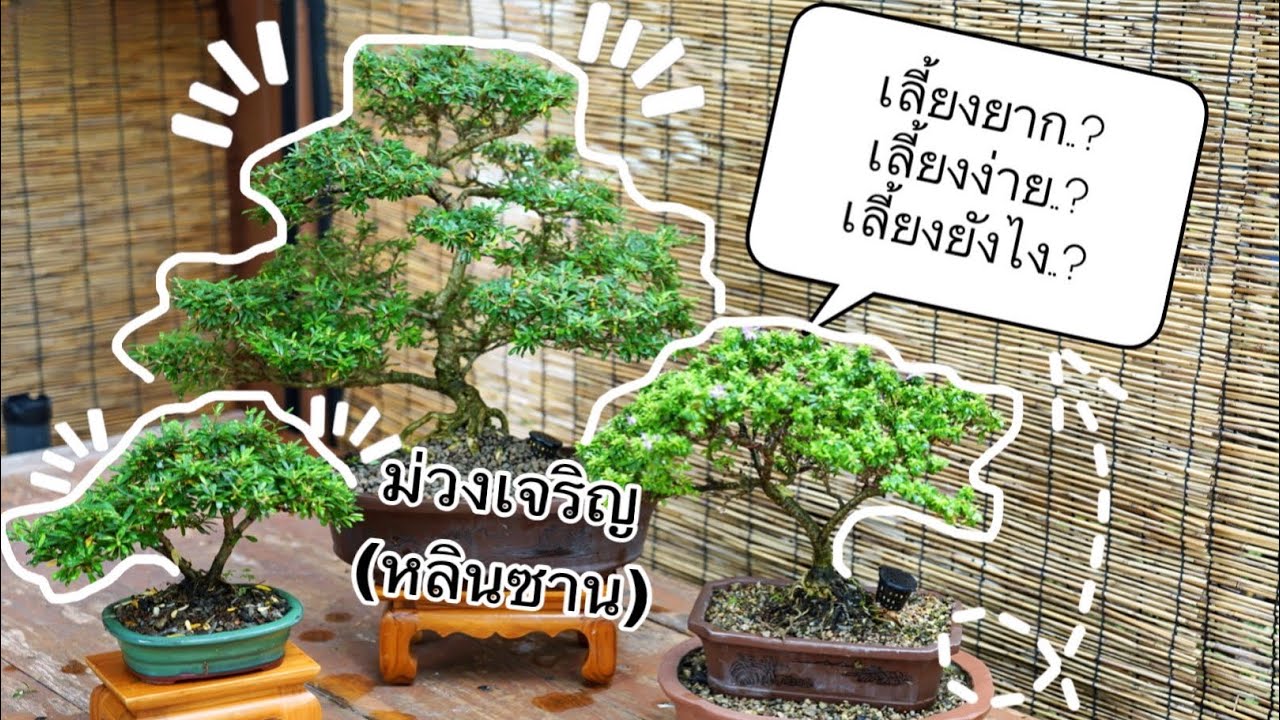 EP:8 ต้นม่วงเจริญ เลี้ยงยังไง? ตัดแต่งยังไง? คลิปนี้มีคำตอบครับ