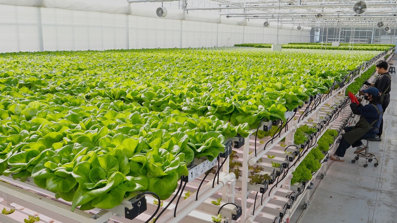 Процесс выращивания овощей с использованием удивительных технологий. Передовая умная ферма Кореи