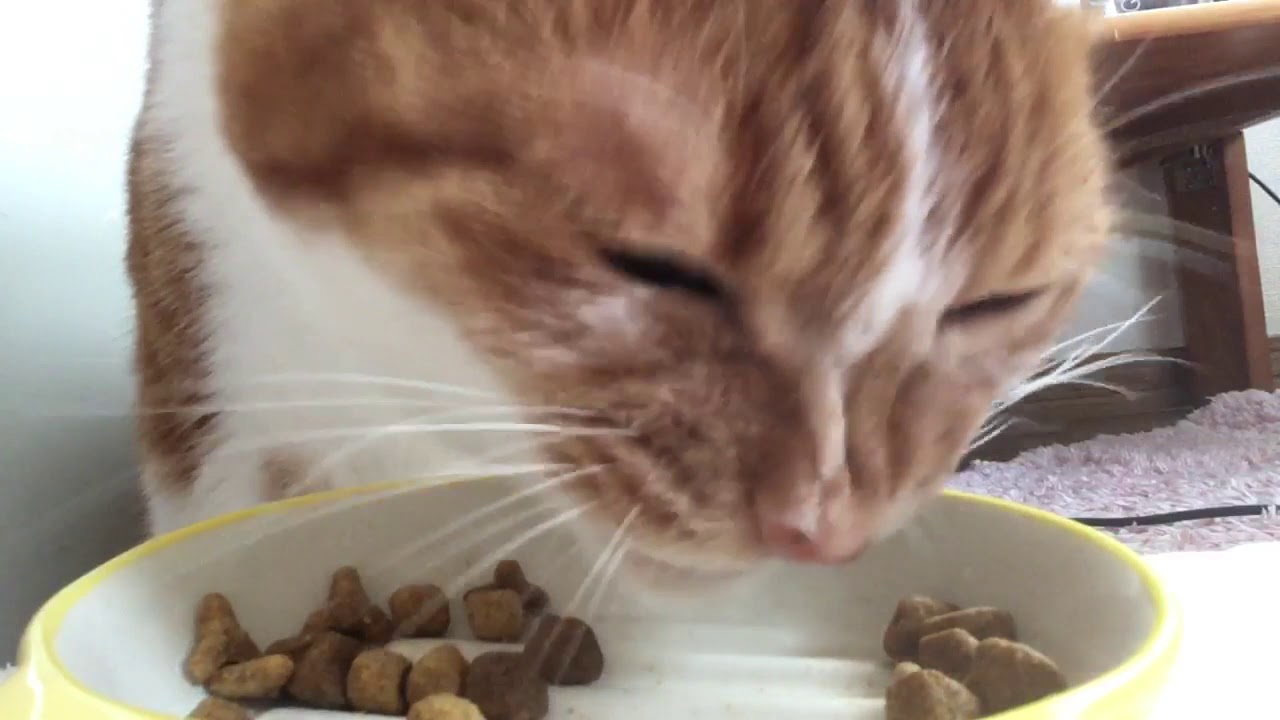 ASMR 猫がカリカリご飯を食べる音