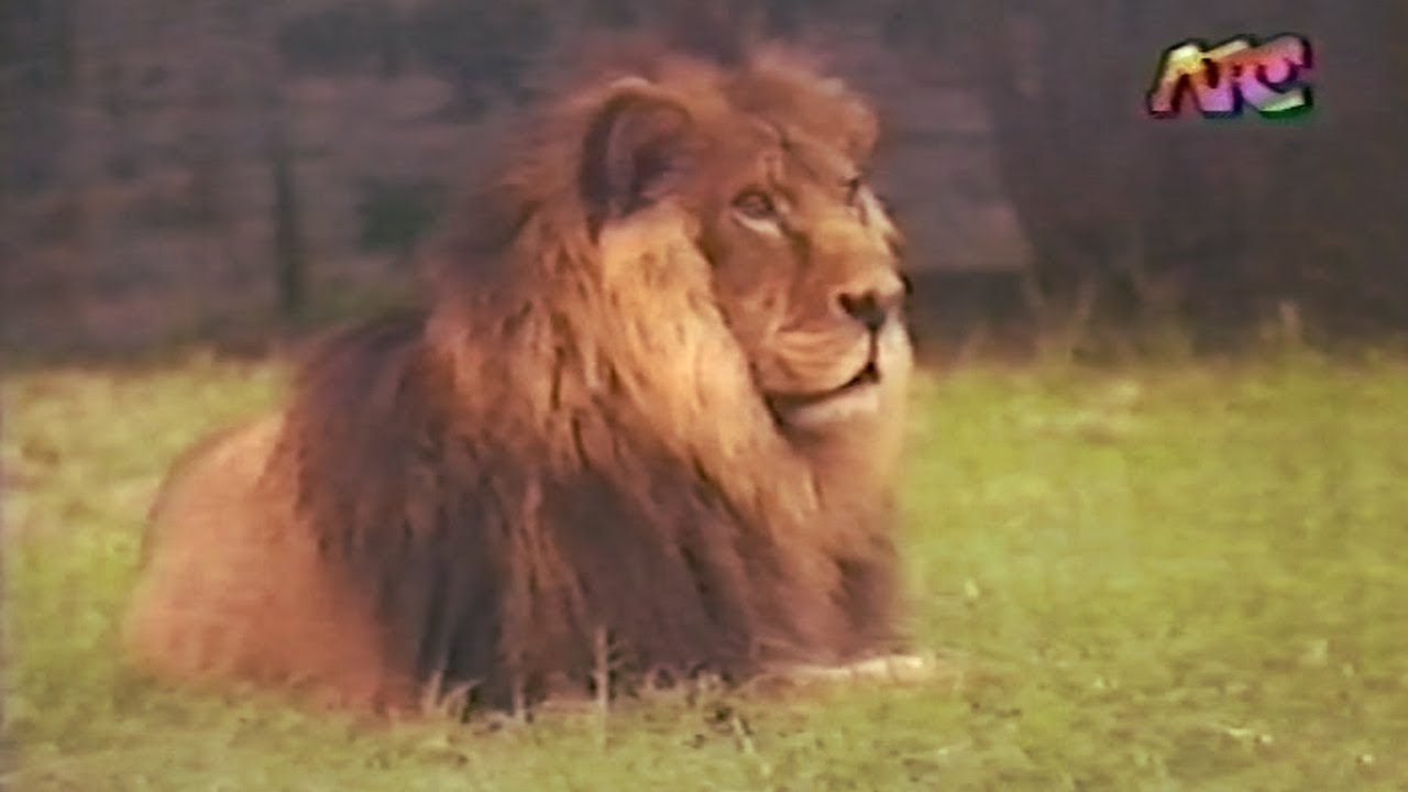 El Visitante - Polo - Ep. 