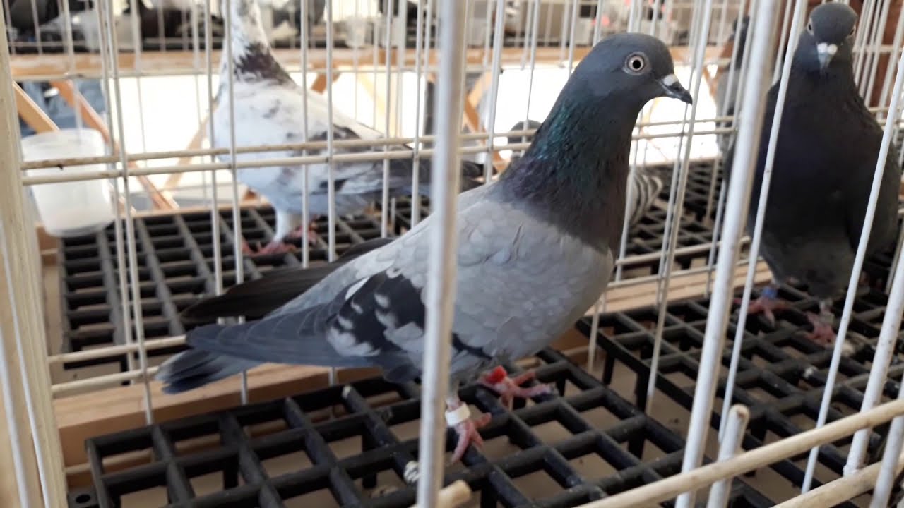 P-WKHGW Sarzyna 2020, tippler pigeon show 2020