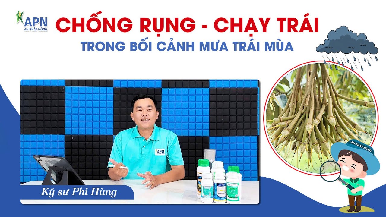 APN - CHỐNG RỤNG CHẠY TRÁI TRONG BỐI CẢNH MƯA TRÁI MÙA
