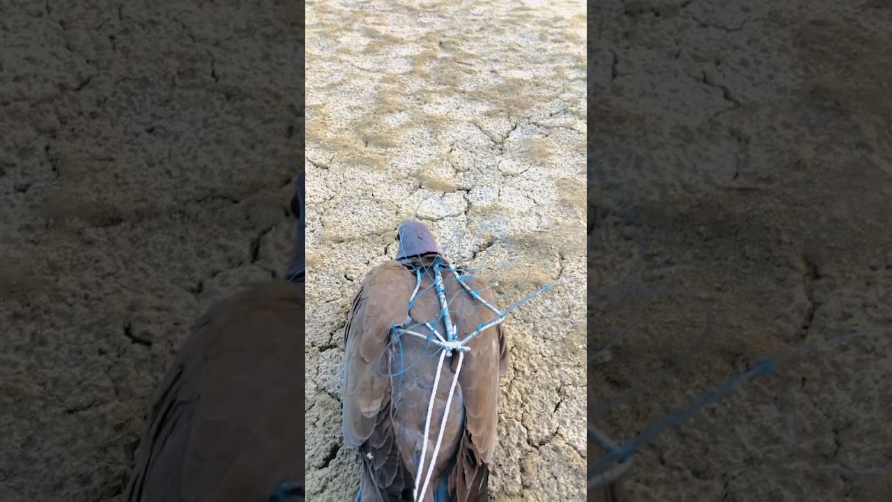 How to trap peregrine falcon saker falcon trapping#sky #falcoon #hunting