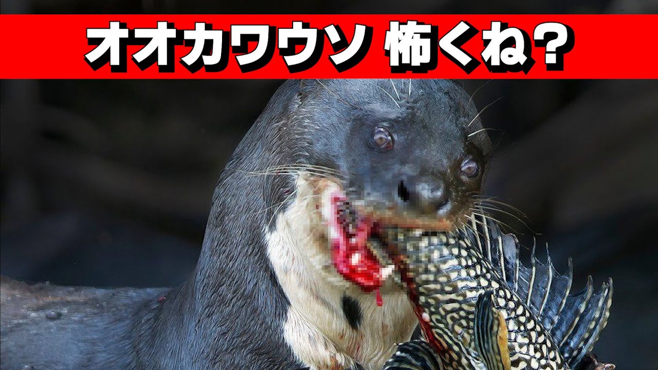 オオカワウソが恐すぎる