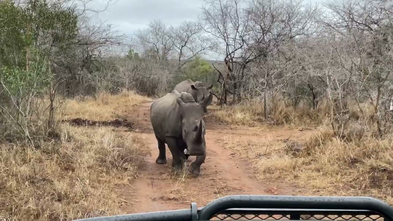 Rhino Romping in Eswatini