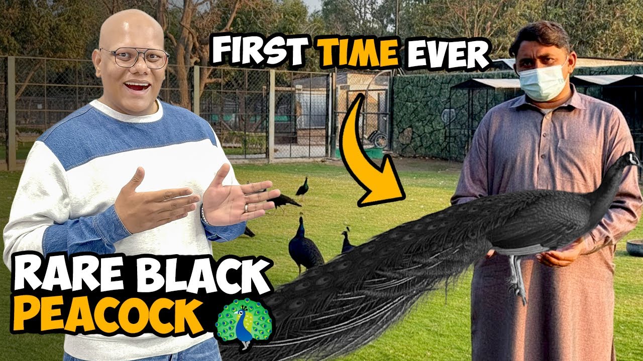 Unique Rare Black Peacock Farm Par Le Aaye 🦚🖤 | BT Farm Stories