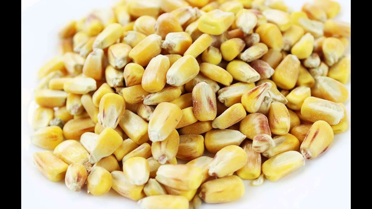 Super simple cheap carp bait - catch tons of carp with feed corn