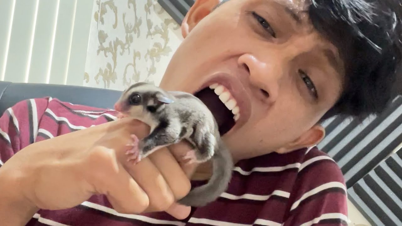 Cara merawat sugar glider joey bagi pemula paling bener