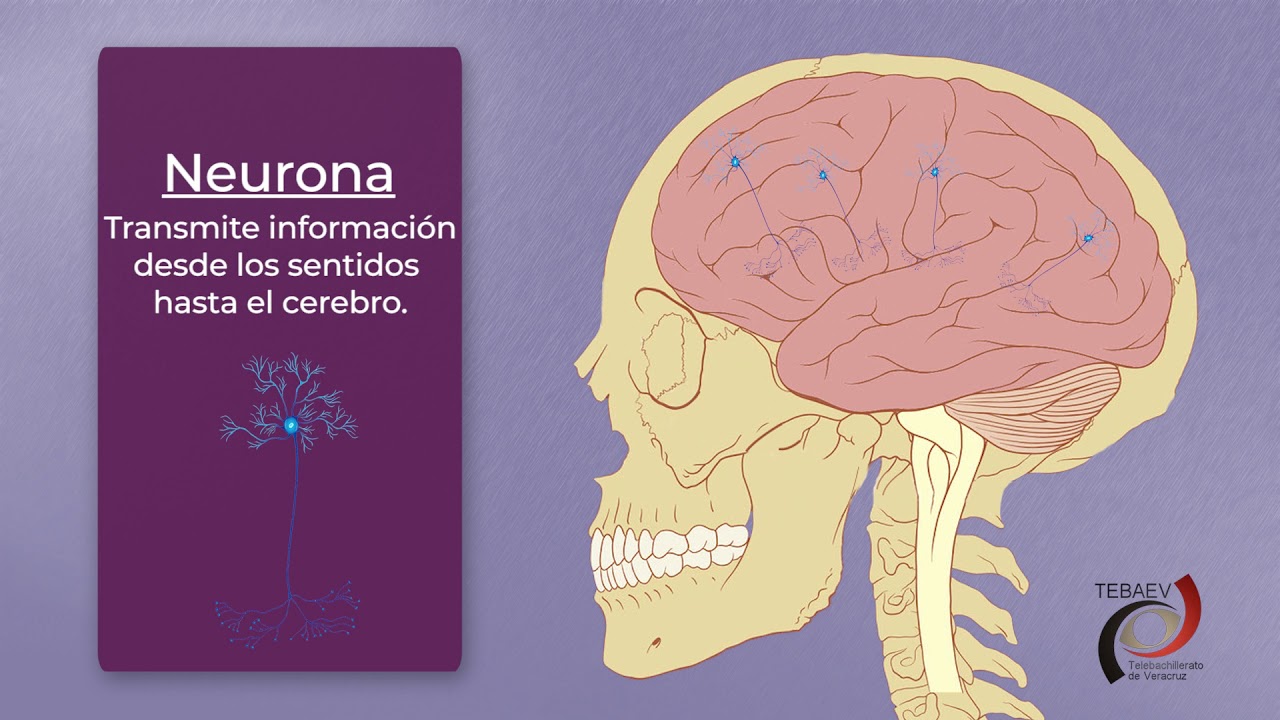 Bases fisiológicas de la conducta humana.