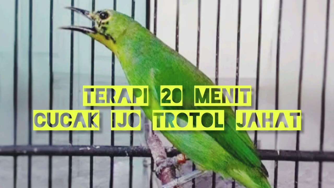 Terapi 20 Menit cucak ijo trotol ‼️