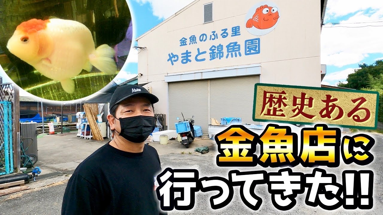 【金魚屋巡り】奈良県にある金魚の一大生産地「大和郡山」で金魚の繁殖を始め100年近くになる老舗店「やまと錦魚園」豊富な種類の金魚たちをお届けします‼︎
