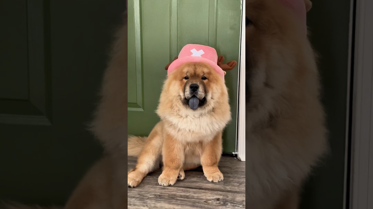 One Piece Tony Tony Chopper 🐶
