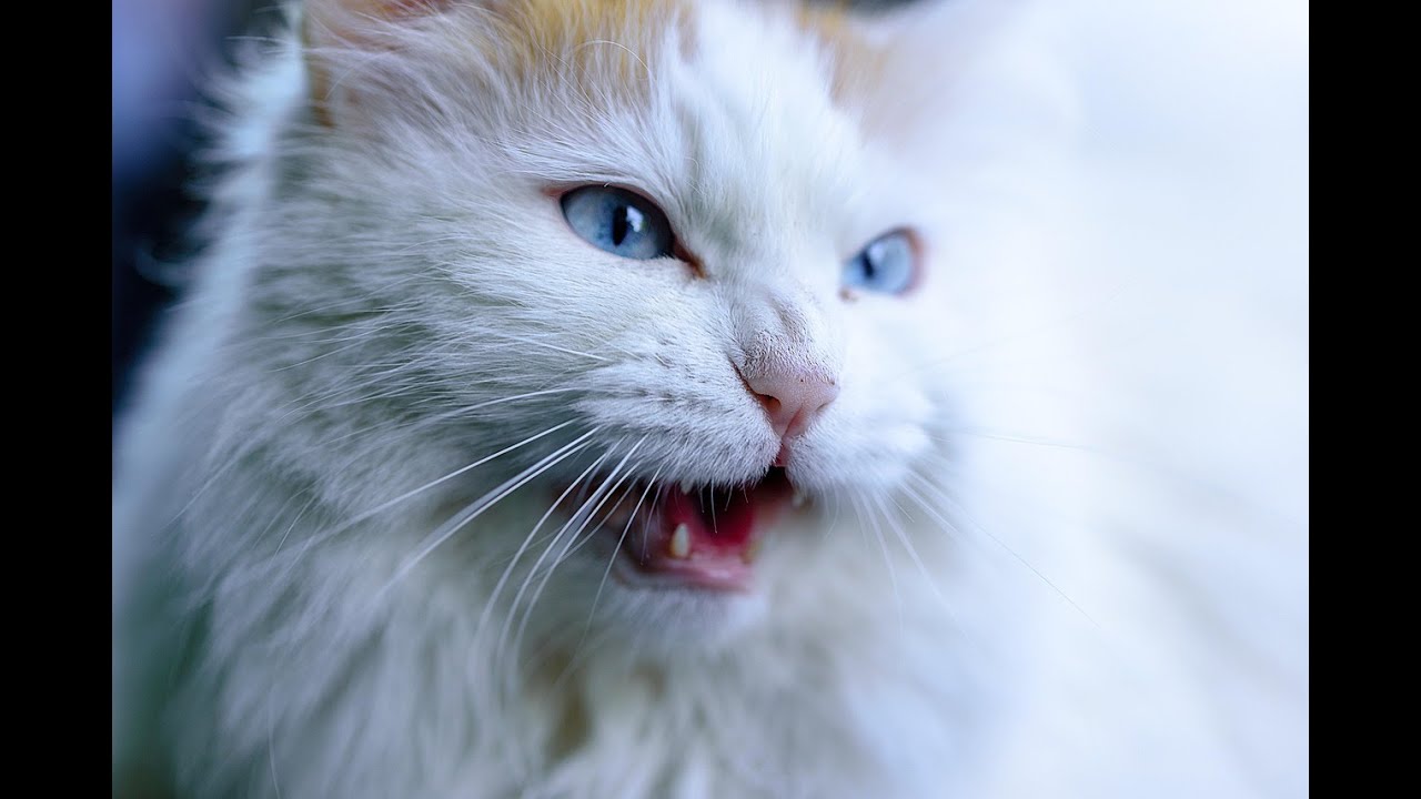 💉 Diabetes bei der Katze