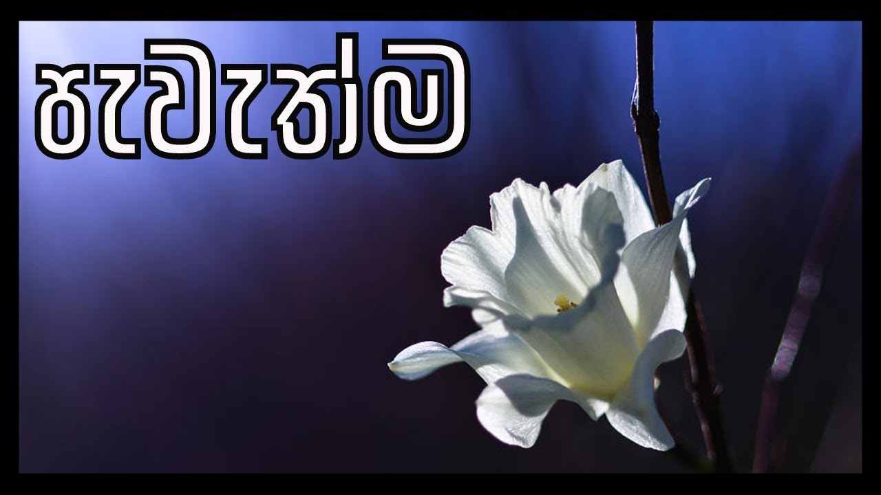 පැවැත්ම | Pewethma (2023.02.19)