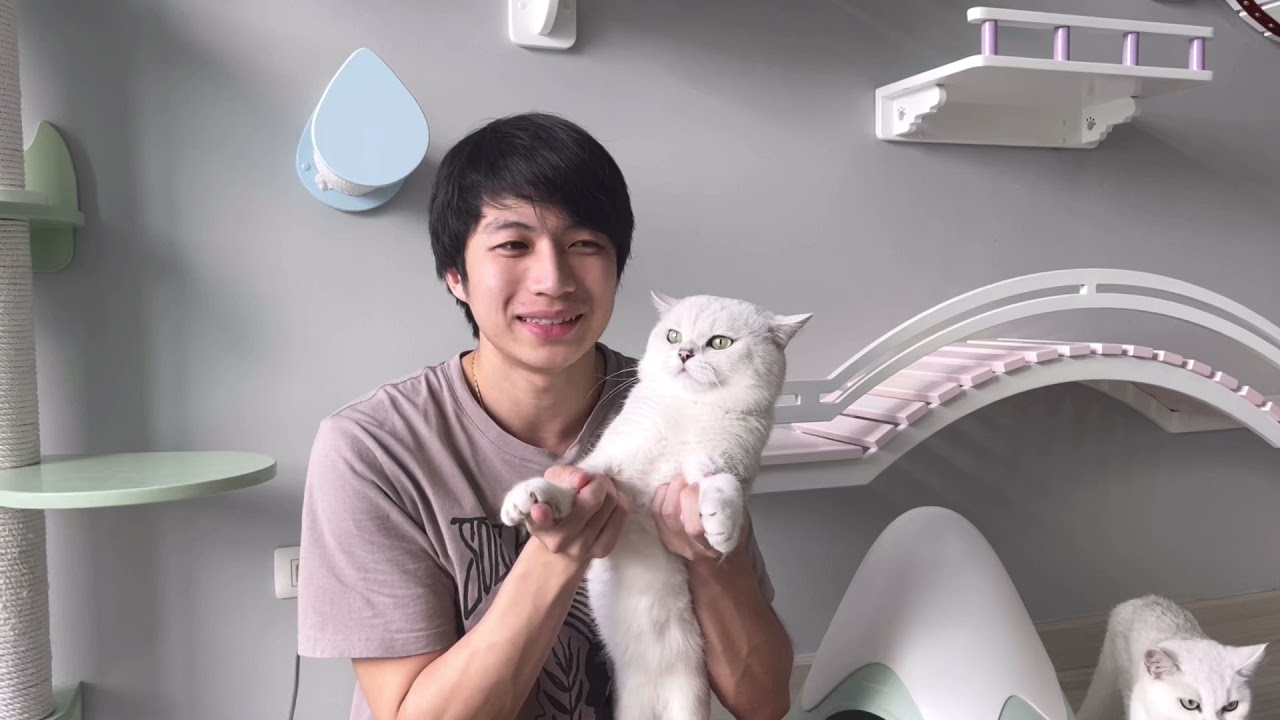 แนะนำบริติช สี NS ซิลเวอร์! หมีน่าฟัดสุดๆ