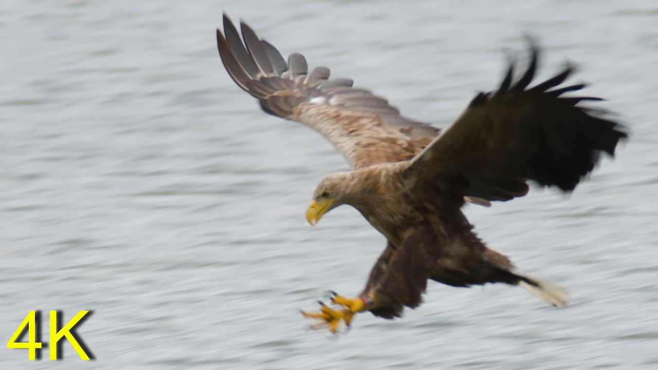 Seeadler beim Fischen in 120 Bilder/sec und 4k --White-tailed Eagles fishing in 120 fps 4K