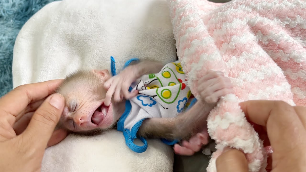 Baby Monkey Tauch Keep Open Eye Moving Not Want To Sleep