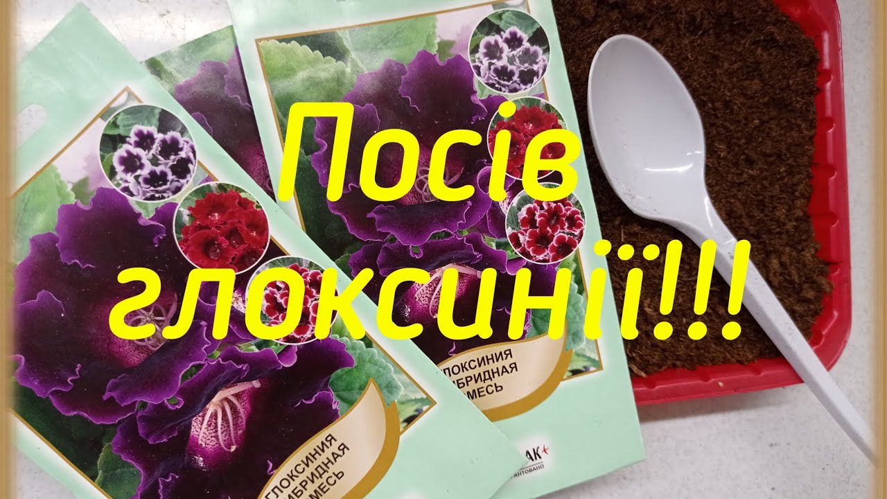 Посів глоксинії!