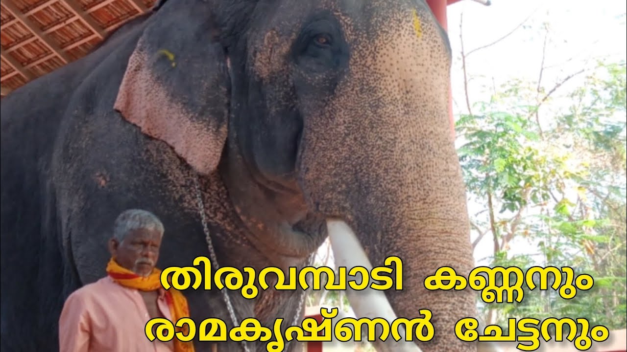|തിരുവമ്പാടി കണ്ണൻ|രാമകൃഷ്ണൻ ചേട്ടൻ|  #thiruvambadikannanelephantramakrishnanchettan#