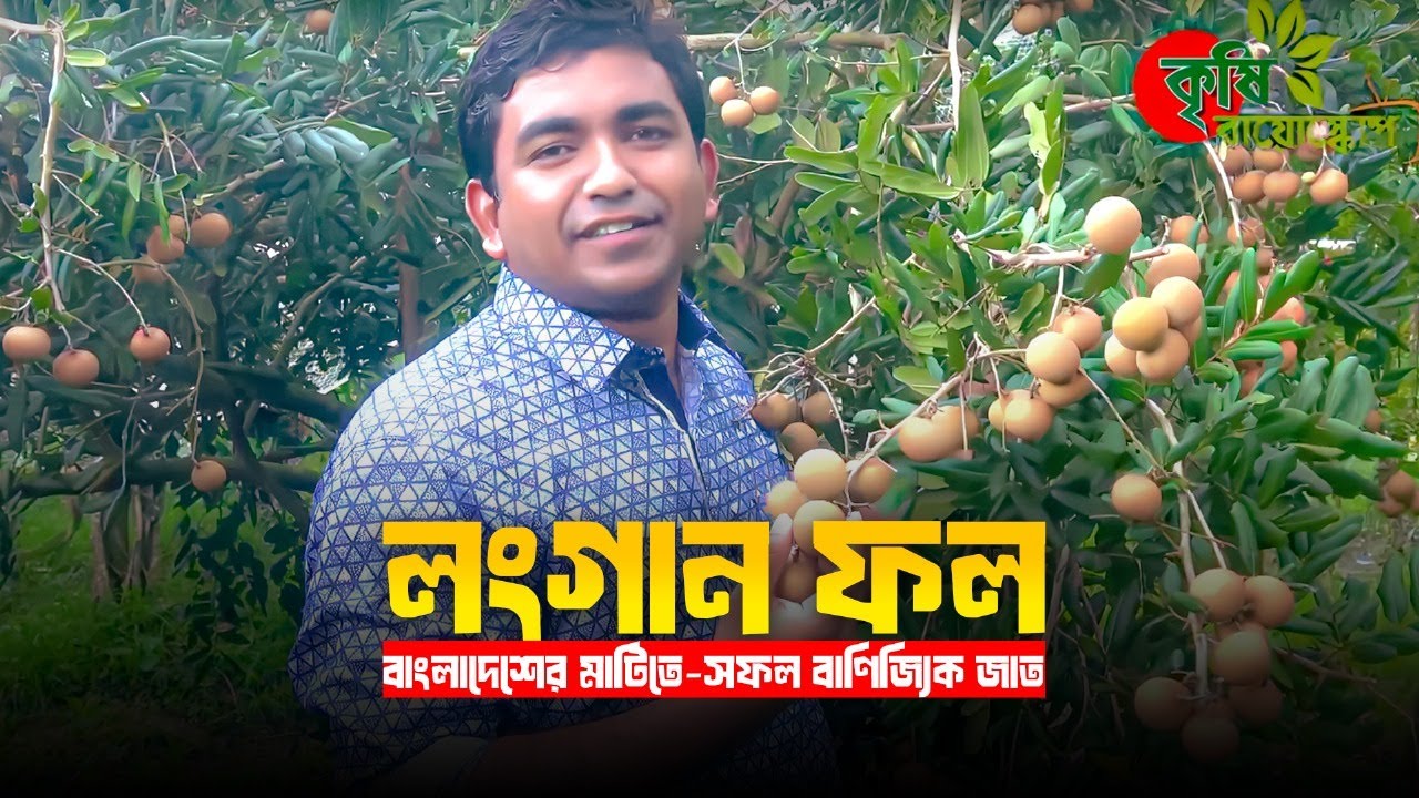 লংগান(Longan)ফল- বাংলাদেশের মাটিতে-সফল বাণিজ্যিক জাত