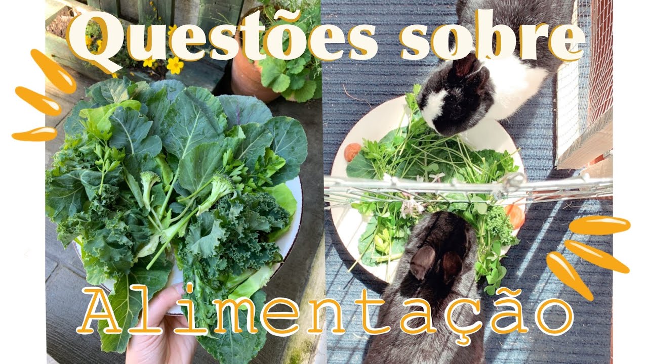 QUESTÕES SOBRE ALIMENTAÇÃO E OUTROS - 101COELHINHOS RESPONDE