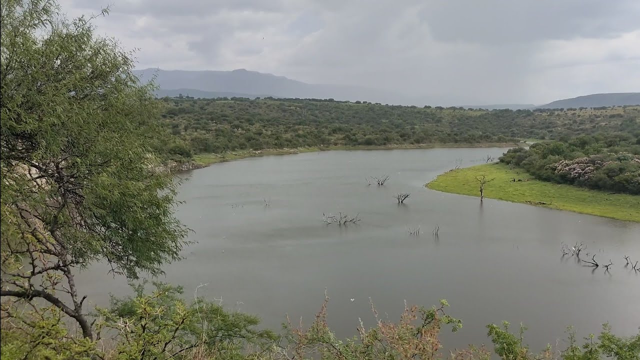 salieron tilapias monstruo de mas medio metro y con clima lloviendo