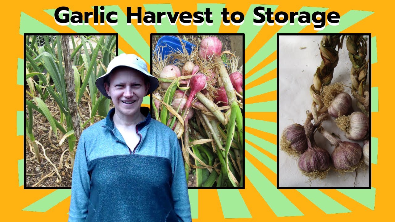 Harvesting Our Organic Garlic: From Garden to Storage