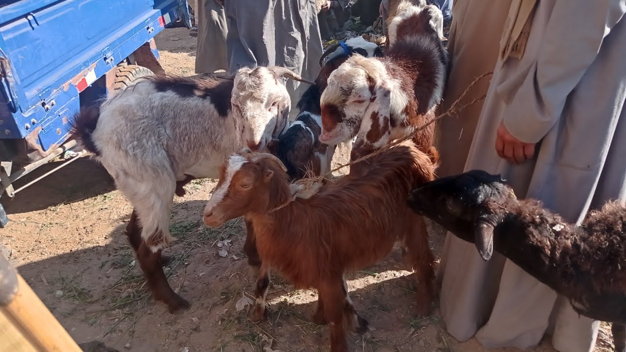 اسعار الغنم والماعز الزريبى من داخل سوق الجمعة بدندرة اليوم✅✅ قنا