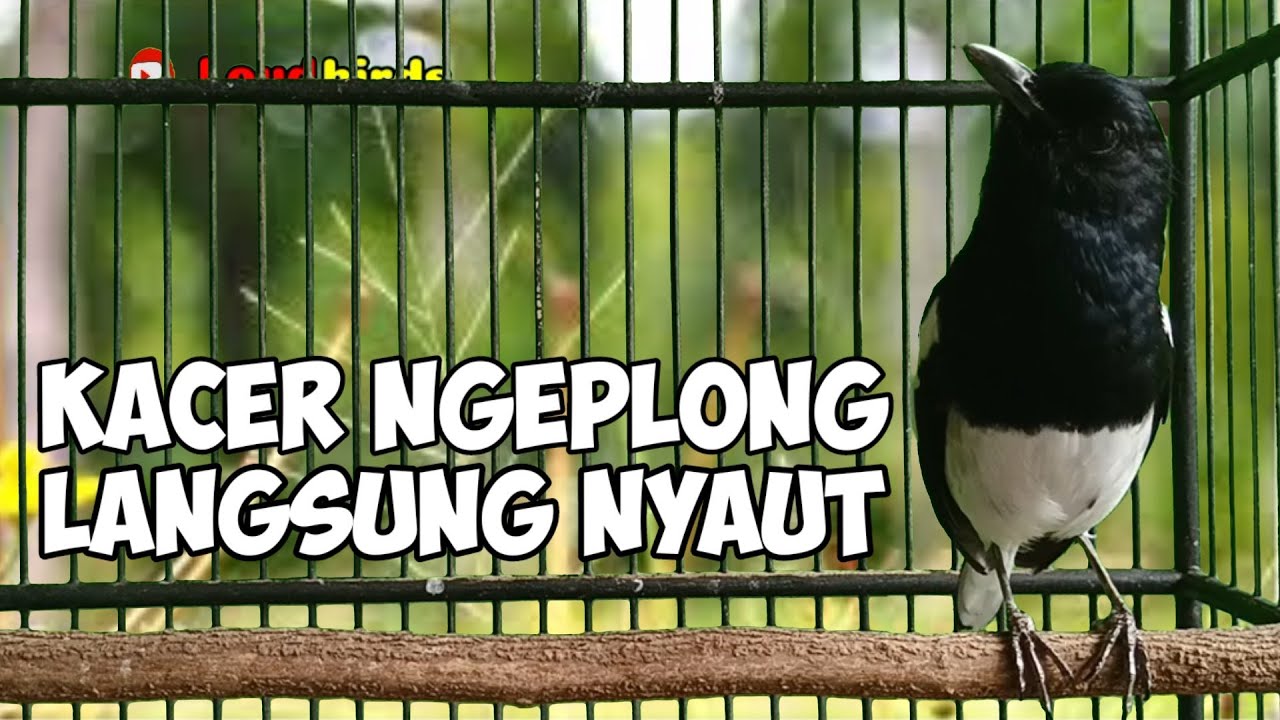 Pancingan kacer ngeplong ini bikin bahan langsung nyaut cepat bunyi gacor, durasi panjang!!