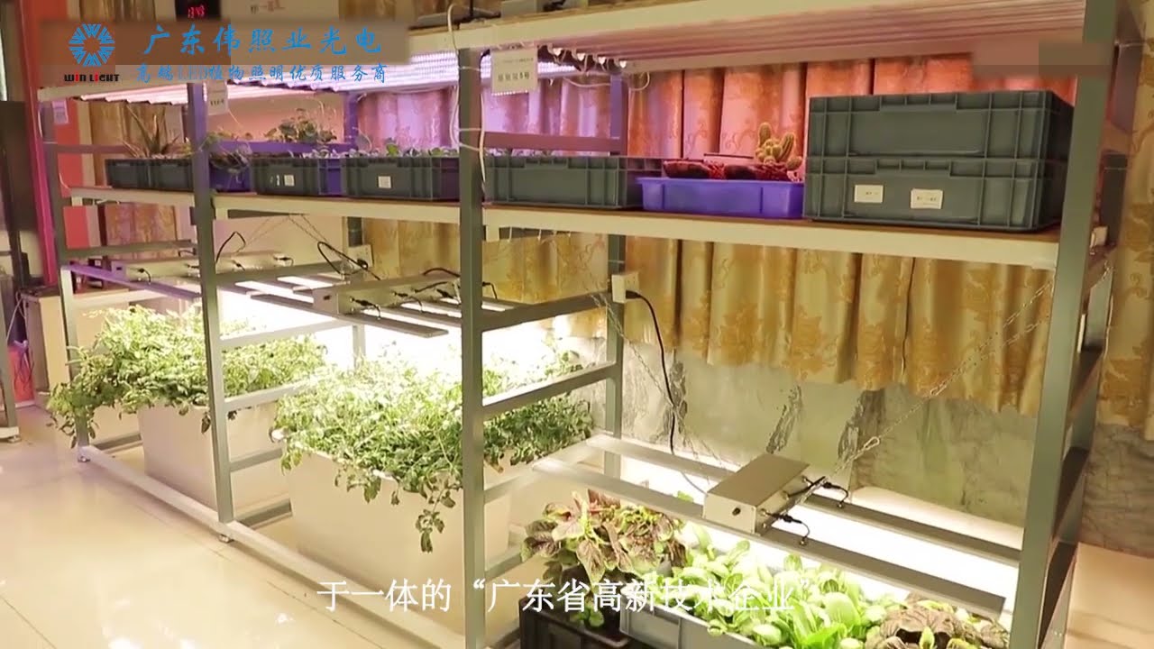 温室大棚种植需要全光谱植物补光灯，如何去找到靠谱的LED植物生长灯制造商？
